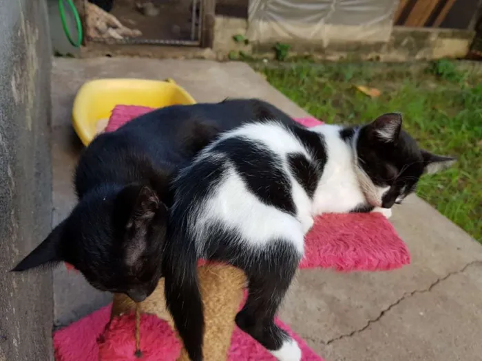 Gato raça Vira-lata idade 2 a 6 meses nome Li e Lu