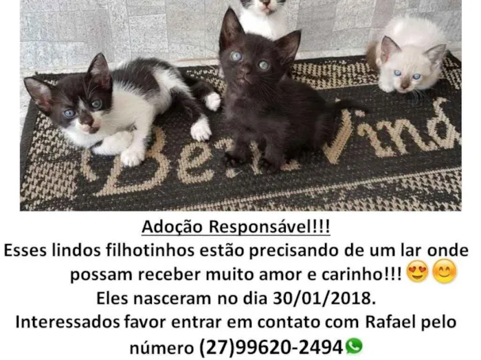Gato raça Vira-lata idade 2 a 6 meses nome Li e Lu