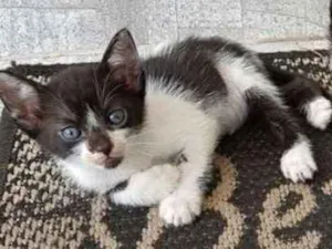 Gato raça Vira-lata idade 2 a 6 meses nome Li e Lu