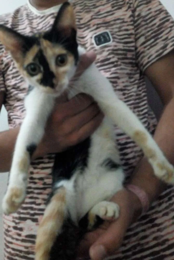Gato ra a  idade Abaixo de 2 meses nome Hanna