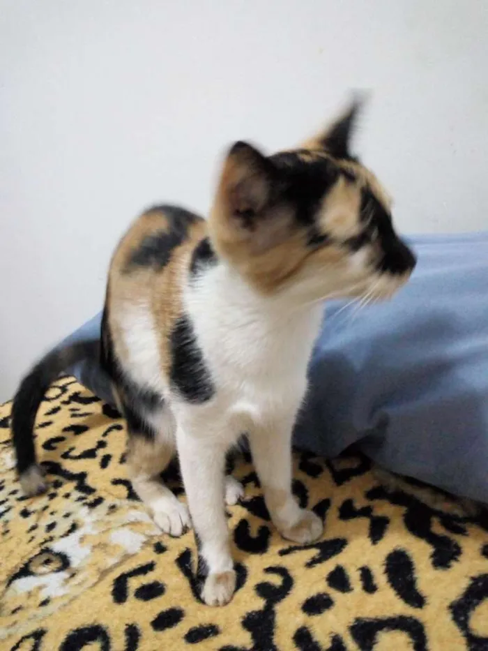 Gato ra a  idade Abaixo de 2 meses nome Hanna