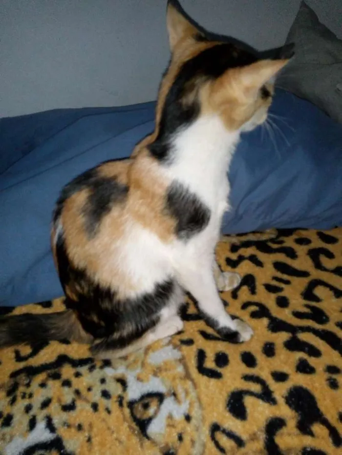 Gato ra a  idade Abaixo de 2 meses nome Hanna