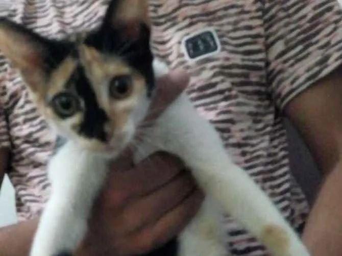 Gato ra a  idade Abaixo de 2 meses nome Hanna
