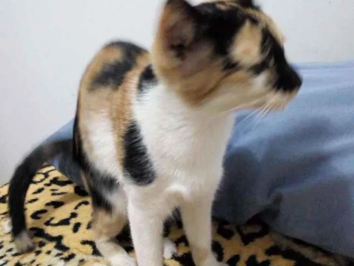 Gato ra a  idade Abaixo de 2 meses nome Hanna