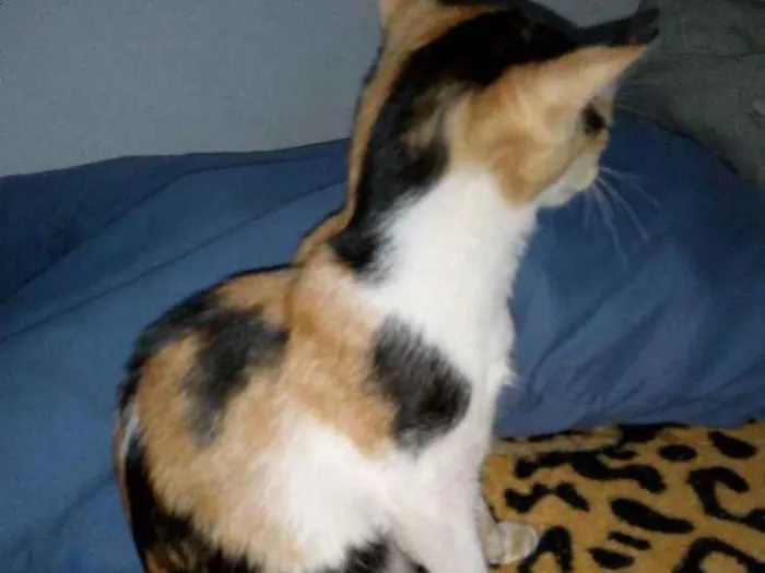 Gato ra a  idade Abaixo de 2 meses nome Hanna