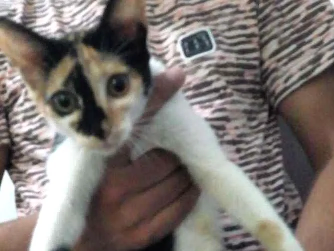 Gato ra a  idade Abaixo de 2 meses nome Hanna