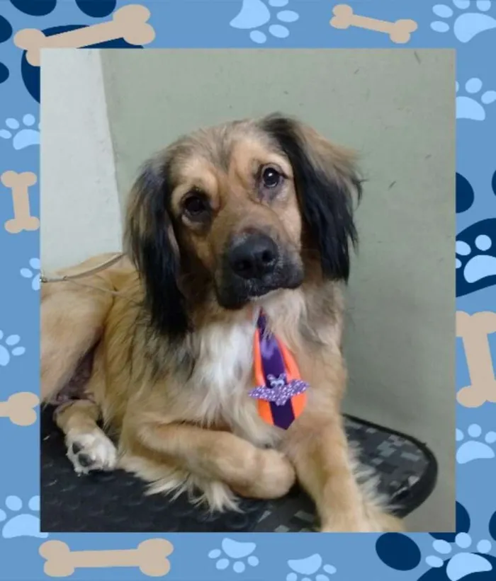 Cachorro ra a Vira-lata idade 4 anos nome Hope