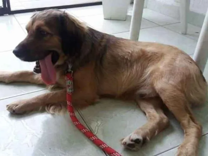 Cachorro ra a Vira-lata idade 4 anos nome Hope