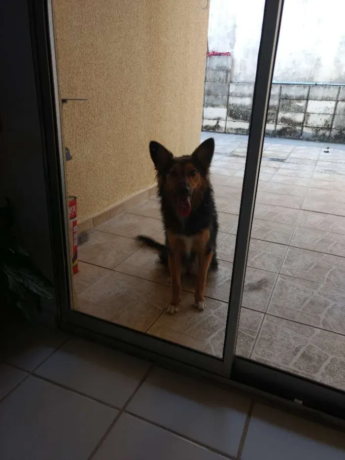 Cachorro ra a Pastor alemão idade 7 a 11 meses nome Nina