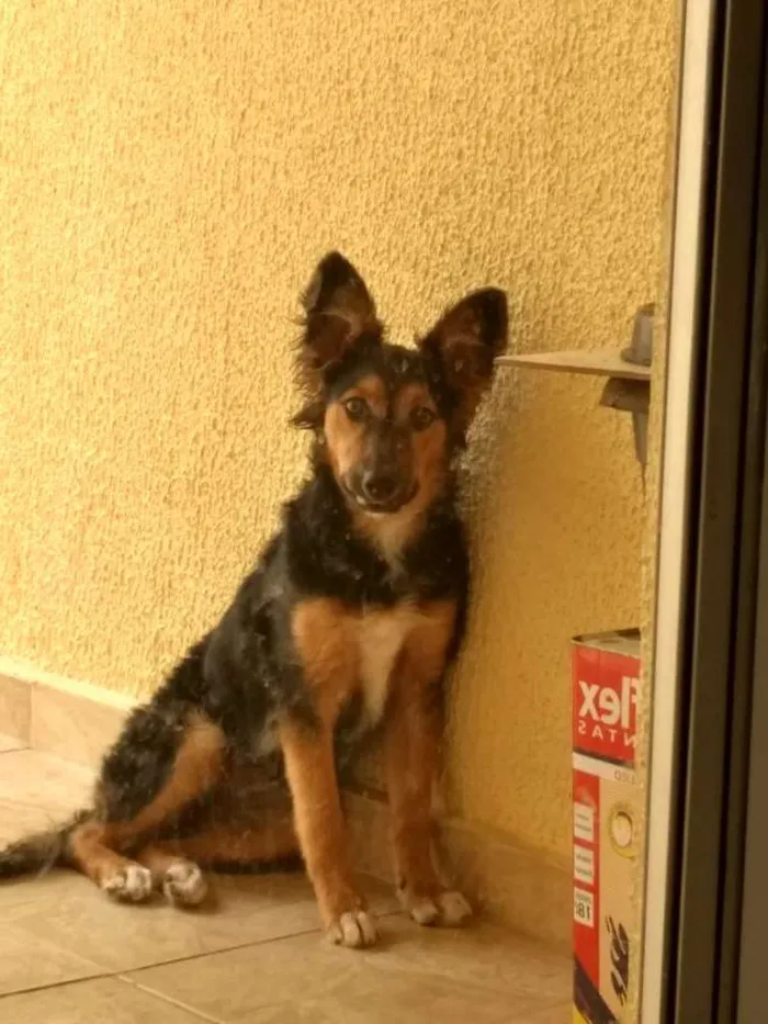 Cachorro ra a Pastor alemão idade 7 a 11 meses nome Nina