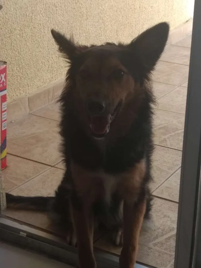 Cachorro ra a Pastor alemão idade 7 a 11 meses nome Nina