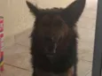 Nina