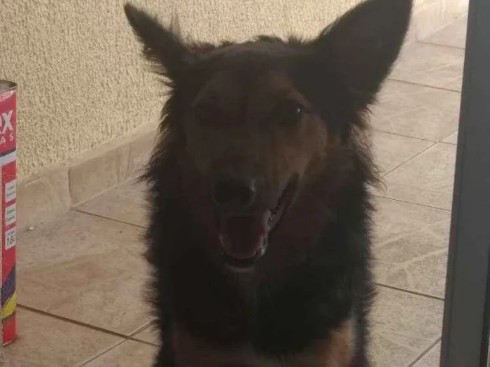 Cachorro ra a Pastor alemão idade 7 a 11 meses nome Nina