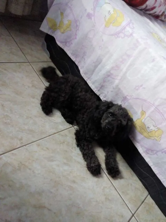 Cachorro raça Poodle pequeno idade 3 anos nome Milo