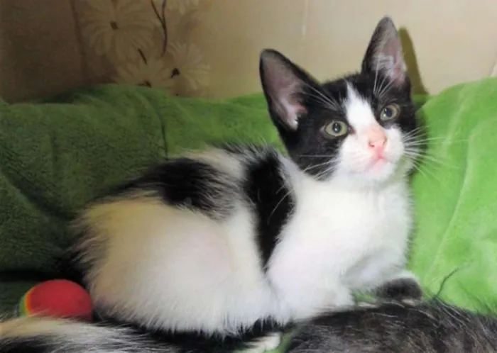 Gato ra a SRD idade Abaixo de 2 meses nome Colombina