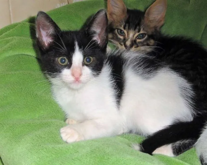 Gato ra a SRD idade Abaixo de 2 meses nome Colombina