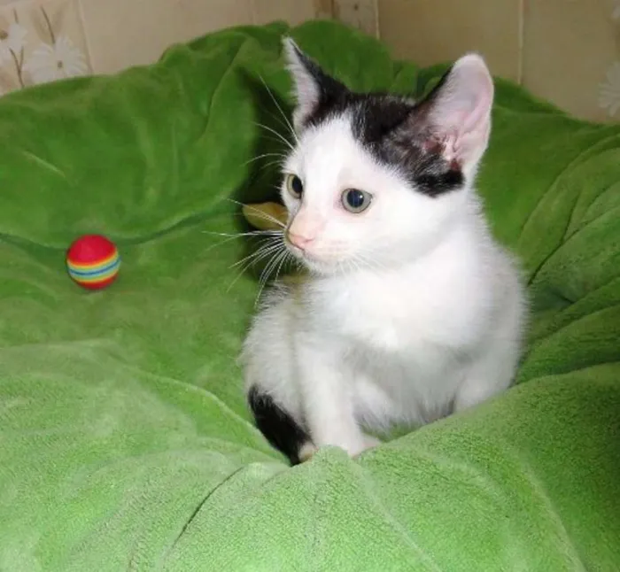 Gato ra a SRD idade Abaixo de 2 meses nome Arlequim