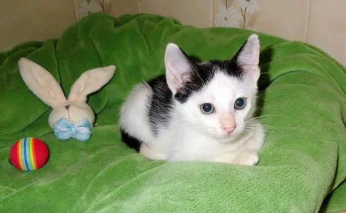 Gato ra a SRD idade Abaixo de 2 meses nome Arlequim