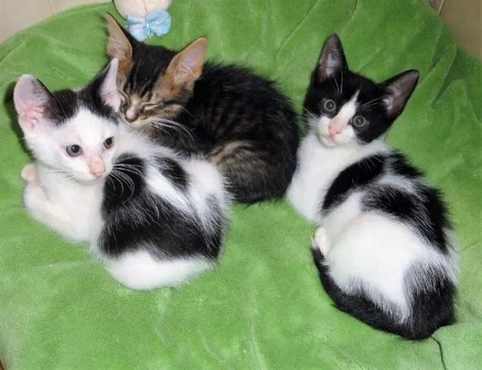Gato ra a SRD idade Abaixo de 2 meses nome Arlequim