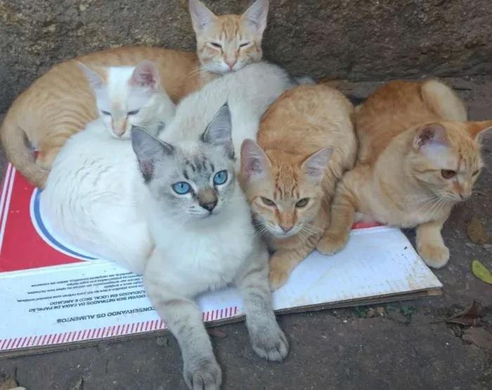 Gato ra a Sem raça  idade 7 a 11 meses nome Sem nome