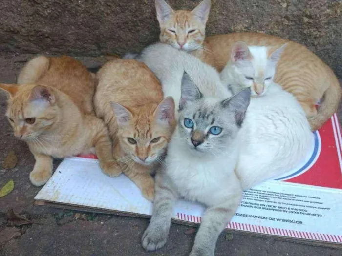 Gato ra a Sem raça  idade 7 a 11 meses nome Sem nome