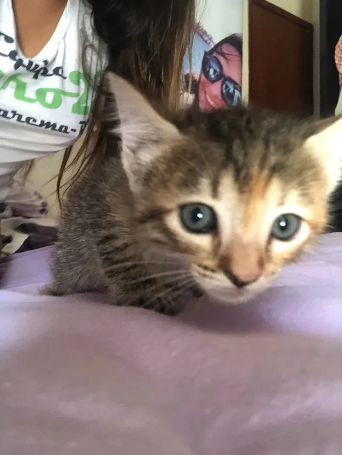 Gato ra a  idade Abaixo de 2 meses nome Belinha 