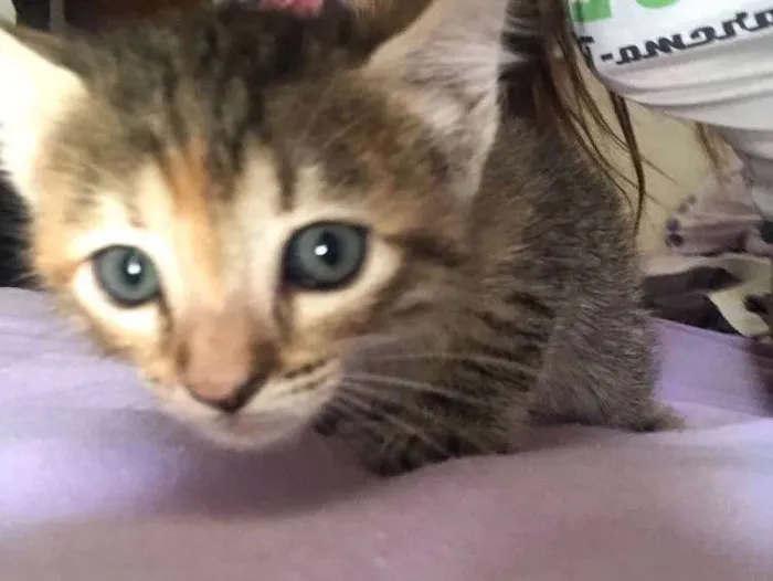 Gato ra a  idade Abaixo de 2 meses nome Belinha 