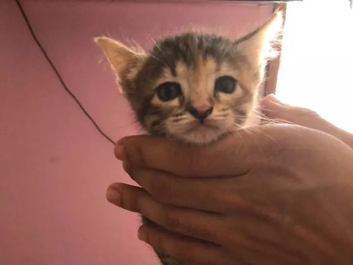Gato ra a  idade Abaixo de 2 meses nome Belinha 