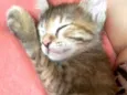 Belinha 
