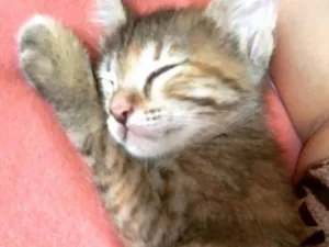 Gato raça  idade Abaixo de 2 meses nome Belinha 