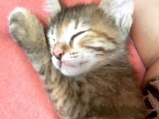 Gato ra a  idade Abaixo de 2 meses nome Belinha 
