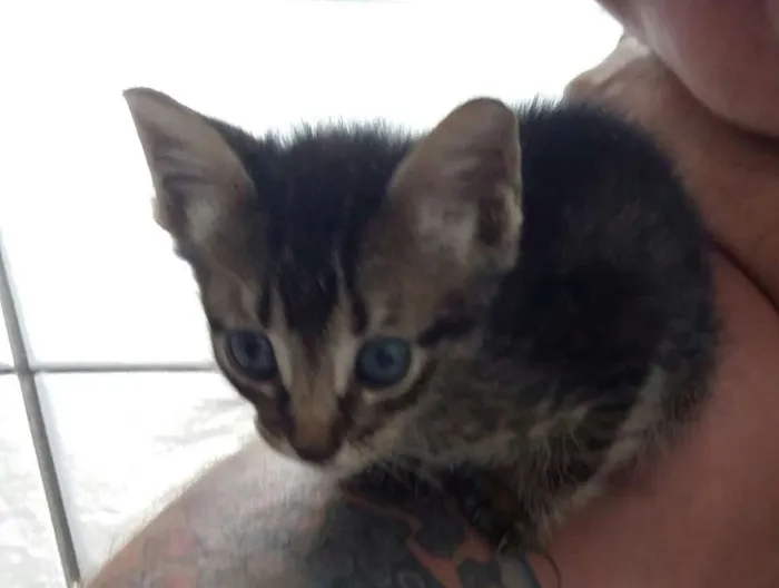 Gato ra a Srd idade Abaixo de 2 meses nome  Bebe e princesa