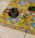  Bebe e princesa