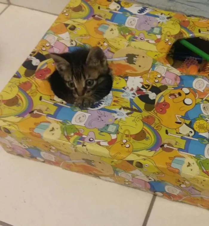 Gato ra a Srd idade Abaixo de 2 meses nome  Bebe e princesa