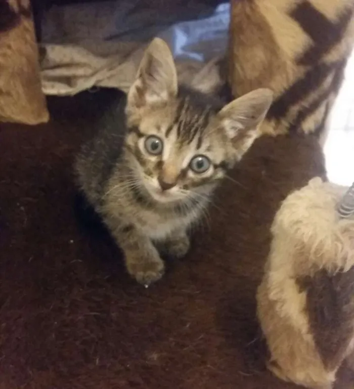 Gato ra a Srd idade Abaixo de 2 meses nome  Bebe e princesa