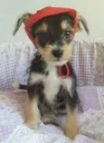 CHAPEUZINHO VERMELHO