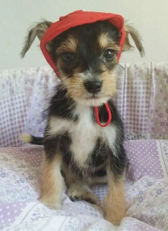 Cachorro ra a SRD idade 2 a 6 meses nome CHAPEUZINHO VERMELHO