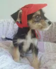 CHAPEUZINHO VERMELHO