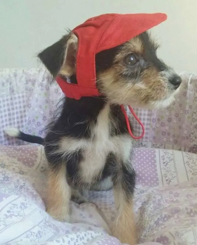 Cachorro ra a SRD idade 2 a 6 meses nome CHAPEUZINHO VERMELHO