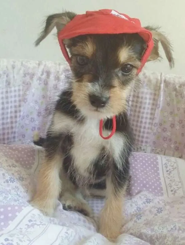 Cachorro ra a SRD idade 2 a 6 meses nome CHAPEUZINHO VERMELHO