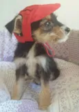 CHAPEUZINHO VERMELHO