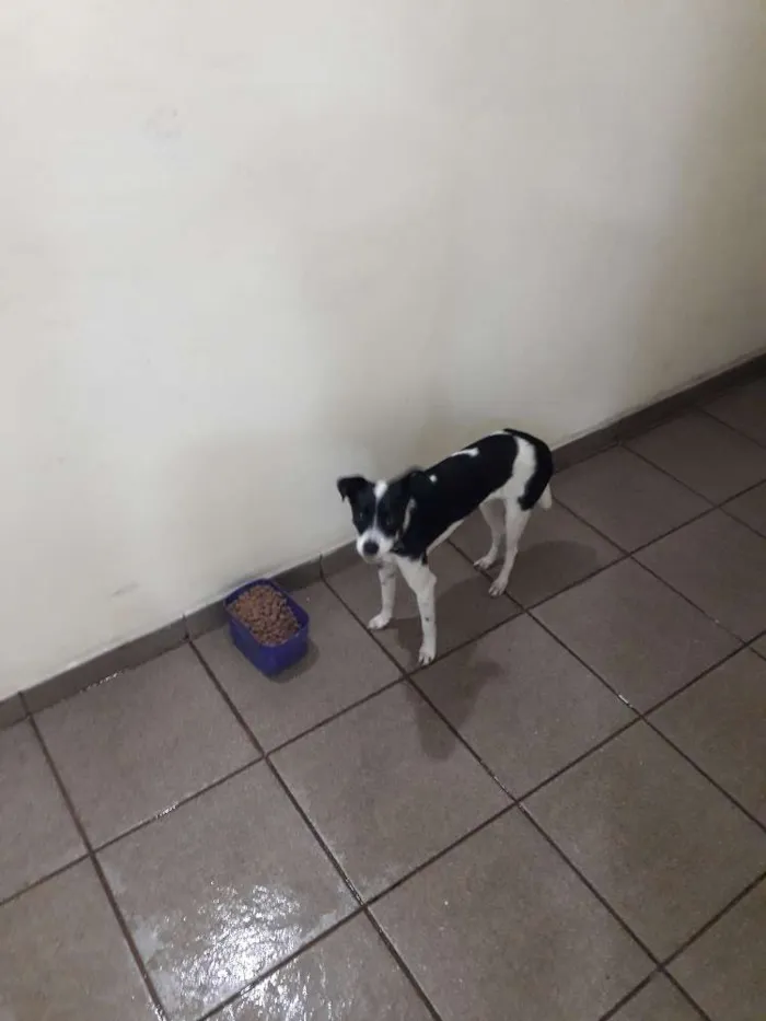 Cachorro ra a Sem raca idade 1 ano nome Akila