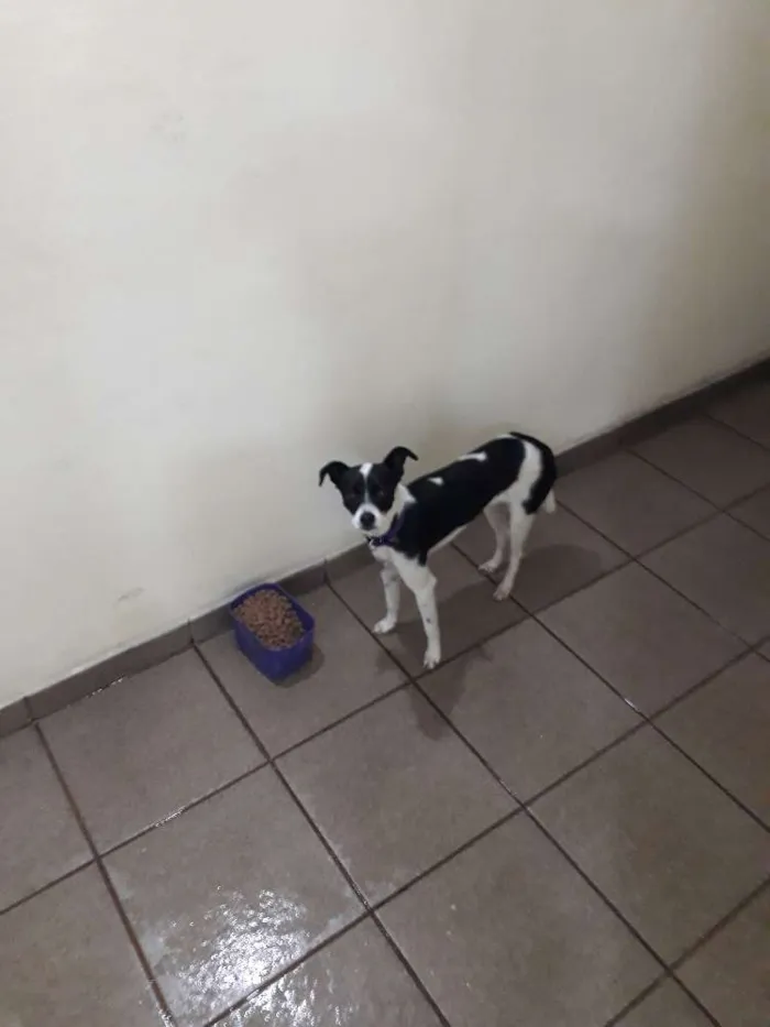Cachorro ra a Sem raca idade 1 ano nome Akila