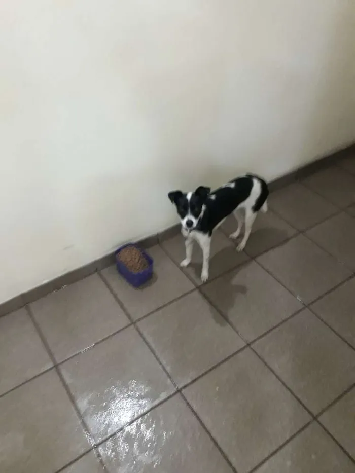 Cachorro ra a Sem raca idade 1 ano nome Akila