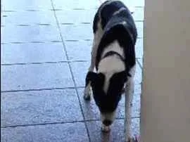 Cachorro ra a Sem raca idade 1 ano nome Akila