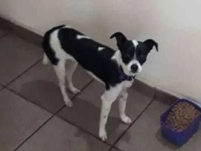 Cachorro ra a Sem raca idade 1 ano nome Akila