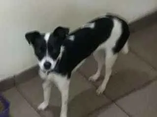 Cachorro ra a Sem raca idade 1 ano nome Akila