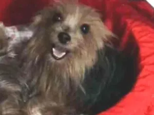 Cachorro raça Yorkshire idade 6 ou mais anos nome Lupita
