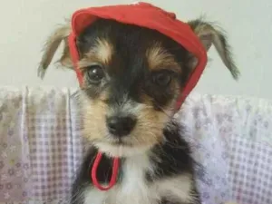 Cachorro raça SRD idade 2 a 6 meses nome CHAPEUZINHO VERMELHO