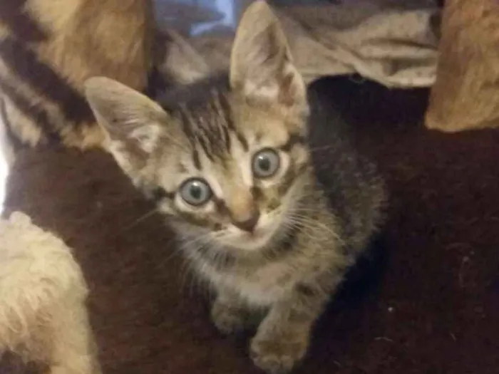 Gato ra a Srd idade Abaixo de 2 meses nome  Bebe e princesa
